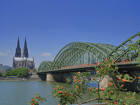 Fotos Strauch vor Hohenzollernbrücke | Köln