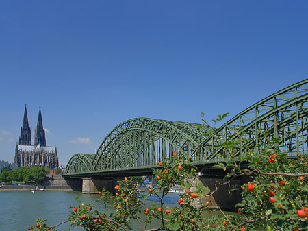 Fotos Strauch vor Hohenzollernbrücke | Köln