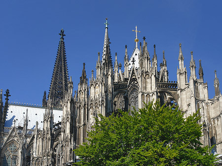 Kölner Dom mit Baum