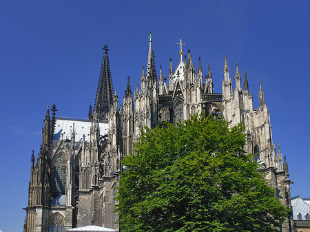 Fotos Kölner Dom mit Baum | Köln