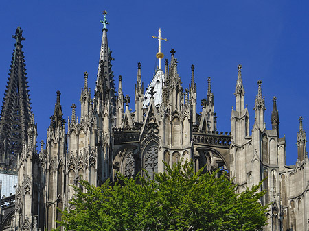 Foto Kölner Dom mit Baum - Köln