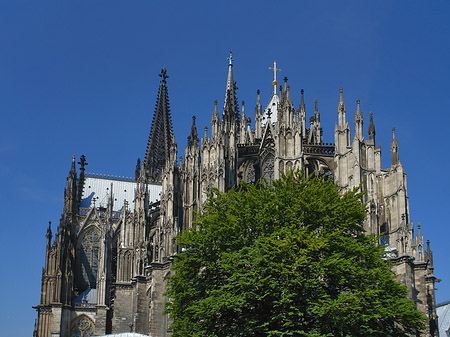 Kölner Dom mit Baum Foto 