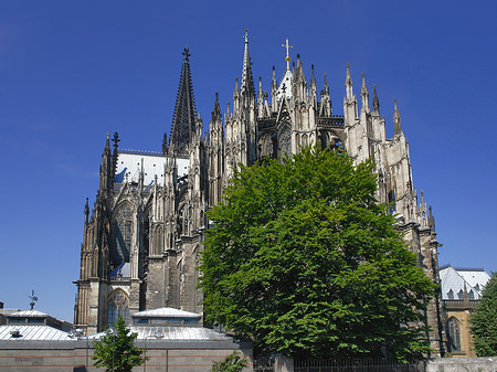 Kölner Dom mit Baum Foto 