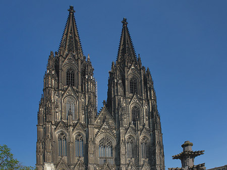 Foto Kreuzblume vor Kölner Dom