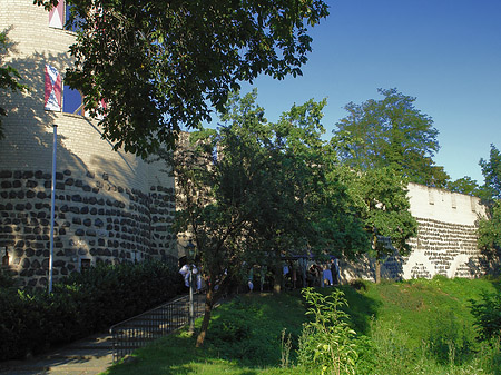 Sachsenturm hinter Busch