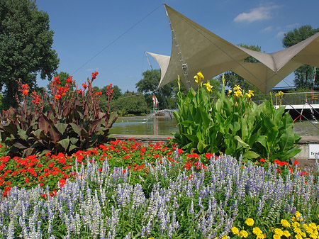 Tanzbrunnen im Rheinpark Fotos