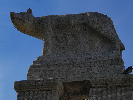 Fotos Wolfsstatue am Stadtmuseum | Köln